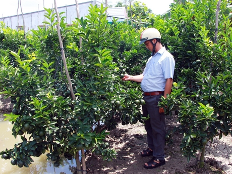 Vườn cam gần 2 năm tuổi sai trái được đầu tư khá bài bản ở xã Thới Hòa.