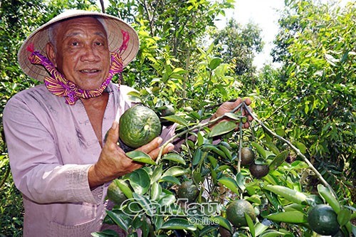 Dù đã 78 tuổi nhưng ông Thiệt vẫn hăng say lao động để phát triển kinh tế gia đình.