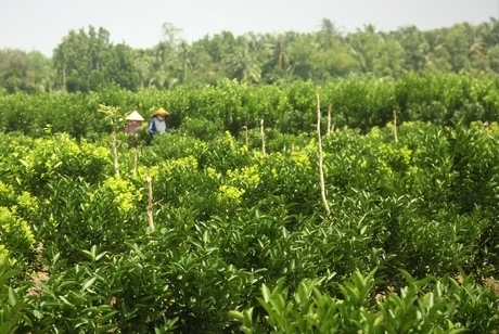 Vườn cam bạt ngàn ở huyện Trà Ôn.