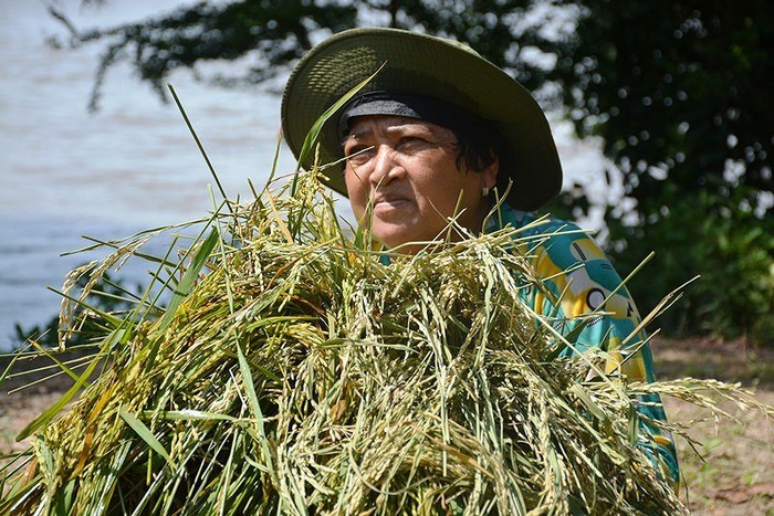 Nông dân vùng biên giới Tri Tôn (An Giang) thu hoạch lúa thu đông mùa lũ 2018, nhằm giảm nguy cơ bị thiệt hại