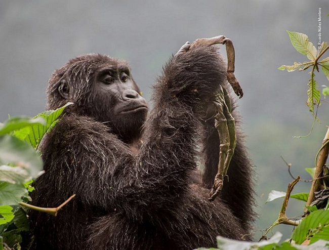 Một con khỉ đột buồn bã nâng xác một con khỉ con ở rừng nguyên sinh Bwindi Impenetrable Forest, Uganda. Hướng dẫn viên địa phương chia sẻ với nhiếp ảnh gia Ricardo Núñez Montero rằng khỉ con có lẽ chết vì cảm lạnh ngay sau khi được sinh ra. 