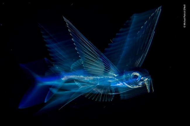Ảnh chụp một con cá chuồn bay trên mặt biển ngoài khơi Palm Beach, Florida (Mỹ). Giải thưởng ở hạng mục ảnh dưới nước thuộc về Michael Patrick O’Neill, Mỹ.