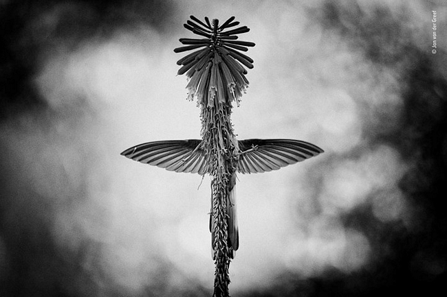 Bức ảnh của tác giả Jan van der Greef, người Hà Lan, đoạt giải ở hạng mục đen trắng. Bức ảnh chụp cảnh con chim ruồi có thể đậu cân bằng một cách hoàn hảo trên một cụm hoa loa kèn đuốc.