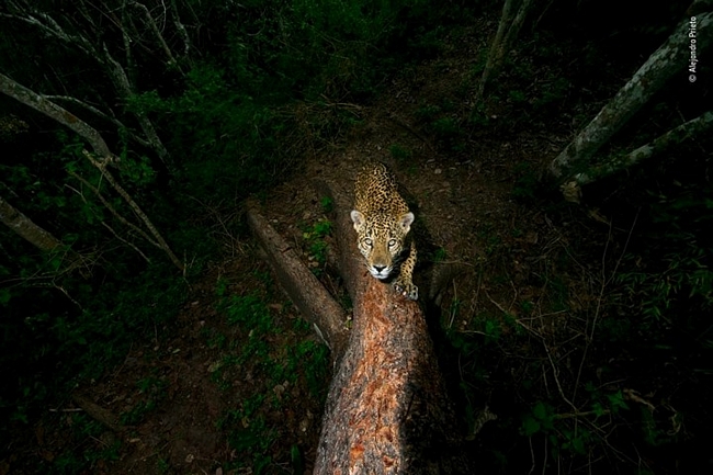 Một con báo đốm đực đang mài móng và đánh dấu chủ quyền trên một thân cây ở rìa lãnh thổ của nó tại Sierra de Vallejo, Mexico. Bức ảnh đoạt giải ở hạng mục Câu chuyện dành cho phóng viên ảnh.