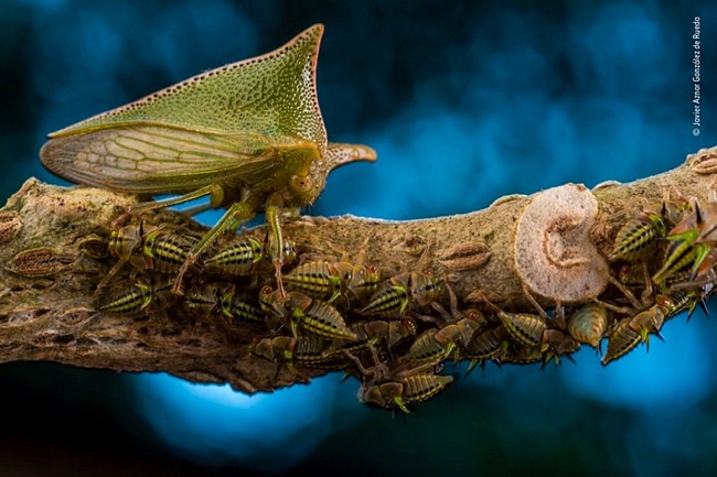 Một con Alchisme treehopper bảo vệ những đứa con của nó trên thân cây ở khu bảo tồn El Jardín de los Sueños, Ecuador./.