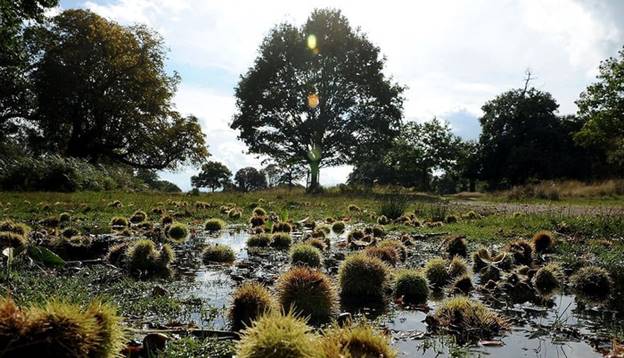  Những hạt dẻ ngựa rơi trên vũng nước trong công viên Richmond, London, Anh,