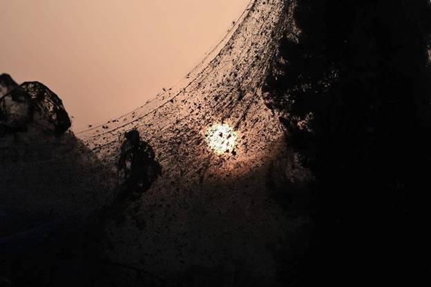 Những con nhện trên mạng nhện dài 1.000m chăng trên con đường bên cạnh hồ Vistonida, gần Xanthi, miền bắc Hy Lạp.