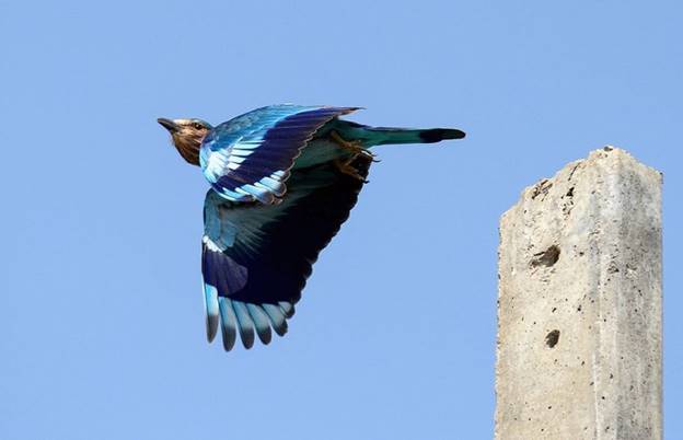Chú chim sả rừng sải cánh bay trên bầu trời xanh ở Jahanabad, bang Uttar Pradesh, Ấn Độ./.
