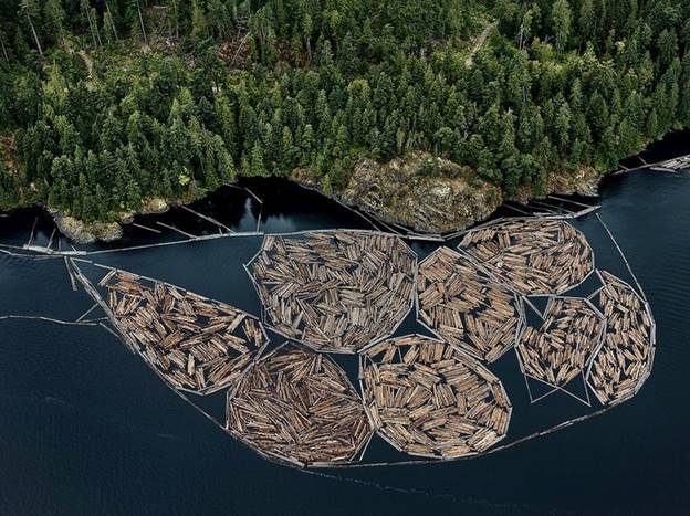 Những khúc gỗ mới đốn, đảo Vancouver, Bristish Columbia, Canada năm 2016.