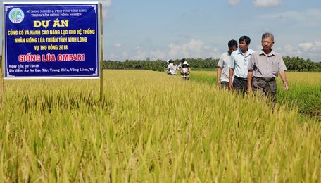 Việc duy trì, phát triển mô hình sản xuất lúa chất lượng cao cần gắn với nhu cầu thực tế từng địa phương.