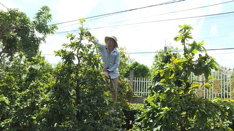 Anh Bùi Thanh Đạm đang chăm sóc vườn mai nhà mình.