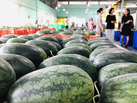 Các loại trái cây ở miền Tây được thu mua để xuất khẩu sang Thái Lan, Trung Quốc và các nước ASEAN khác