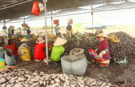 Khoai lang Bình Tân giúp nông dân tăng thu nhập và giải quyết rất nhiều việc làm cho lao động địa phương.