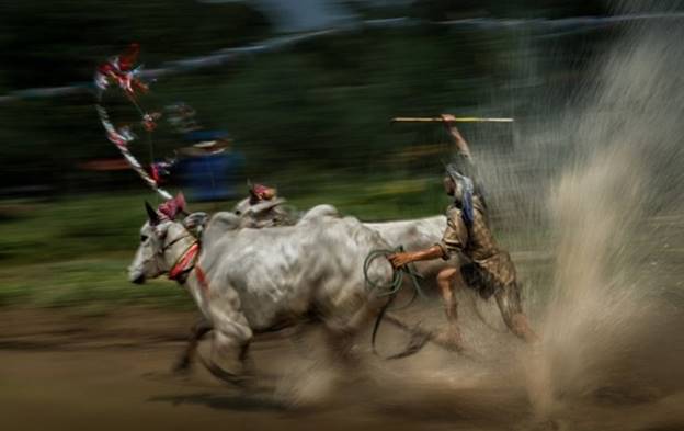  'Giải thưởng nhiếp ảnh Heritage - Hành trình di sản 2018' thu hút sự tham gia của nhiều tay máy ở cả trong nước và nước ngoài. 'Về đích' (tác giả Nguyễn Ngọc Hòa) ghi lại khoảnh khắc ấn tượng tại lễ hội đua bò của đồng bào Khmer. (Nguồn ảnh: BTC)