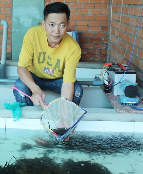 Từ năm 2017, nhờ cán mốc 1 triệu con lươn giống, anh Tân thu về tiền tỷ.