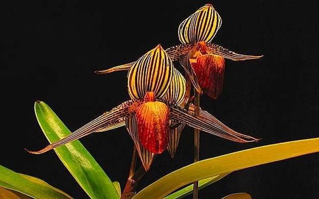 Hiện, lan Gold of Kinabalu orchid chỉ có trong vườn quốc gia Kinabalu ở Sabah nước Malaysia. (Ảnh: Gia đình & Xã hội).