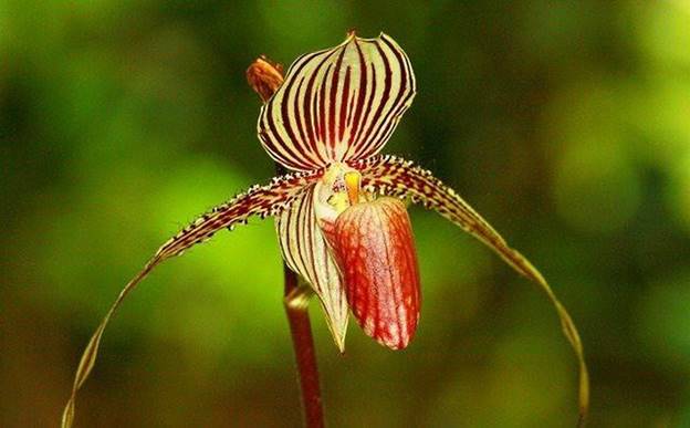 Loài hoa đặc biệt này chỉ nở vào giữa tháng 4 và tháng 5, được coi là “Vàng của Kinabalu”. (Ảnh: Gia đình & Xã hội).