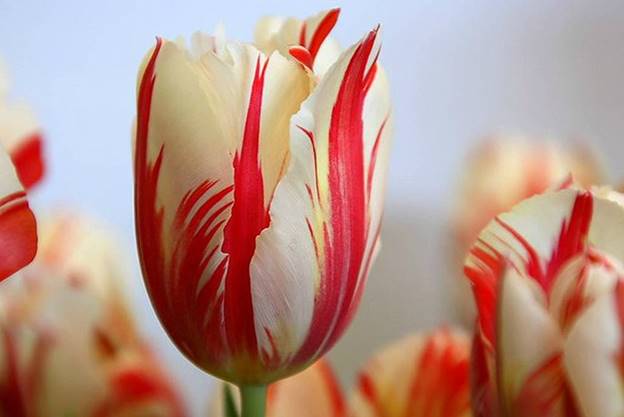 Dòng hoa tulip thuần có nguồn gốc từ thế kỷ 17 hiện có giá 9 USD/bó (hơn 200.000 đồng) gồm 8-16 búp hoa. Ở thời kỳ vàng son của hoa Tulip tại Hà Lan (17th century Tulip Mania), loài hoa này quý hơn cả vàng, với giá bán 5.700 USD/bó, tương đương gần 130 triệu đồng. (Ảnh: Zing)./.