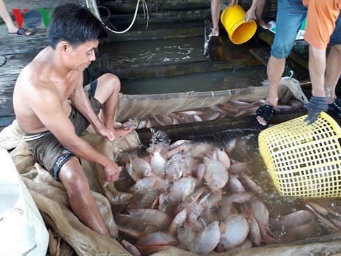 Ngư dân xã Tân Thanh vớt cá  nuôi bè bị chết.