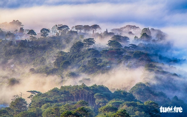Sương phủ khắp các khu rừng nội ô, ngoại ô khi sáng sớm hoặc về đêm - Ảnh: MAI VINH