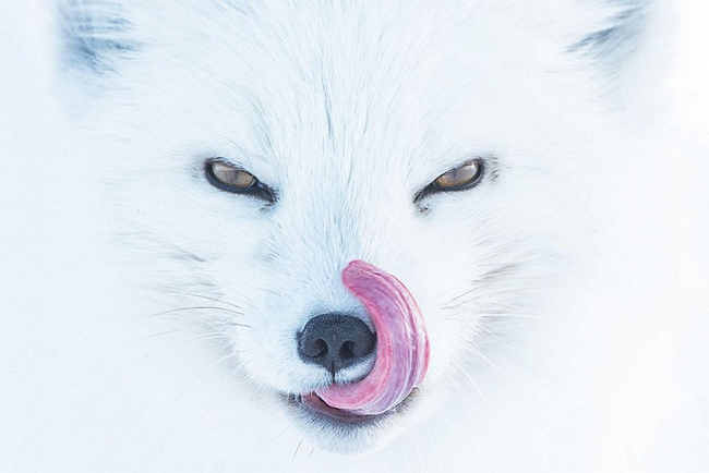 Cáo Bắc cực, giải 3 hạng mục Động vật trong môi trường sống