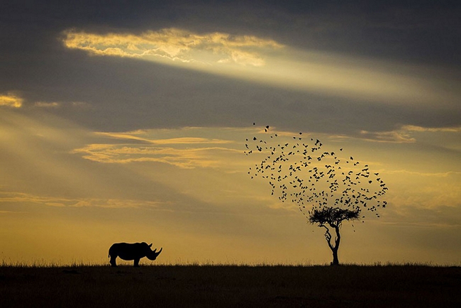 Bóng tê giác, Kenya - giải Danh dự hạng mục Động vật trong môi trường sống
