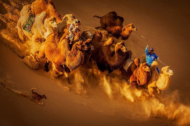 Lạc đà trên sa mạc, Mông Cổ - giải nhì hạng mục Màu sắc tổng thể