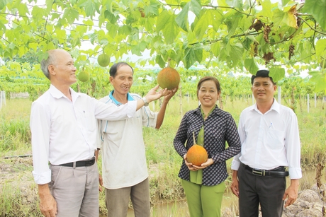Khởi nghiệp trồng gấc bước đầu đã mang lại hiệu quả cho gia đình chị Võ Thị Thùy Trang (thứ 2, bên phải).
