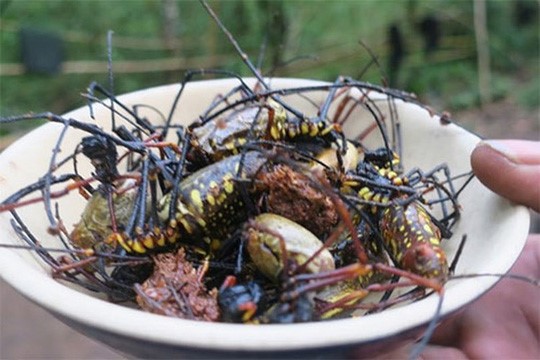 Từ xa xưa, người Raglai ở xã Phan Dũng, huyện Tuy Phong đã biết săn loài nhện rừng đen sọc vàng để làm thức ăn trong những chuyến đi rừng thiếu thực phẩm.