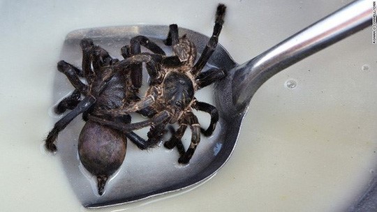 Người Campuchia từ lâu đã săn bắt nhện để làm thức ăn và thuốc và trở thành nguồn thực phẩm quen thuộc từ những năm 1970. Ngày nay, loại nhện lớn này còn mang lại thu nhập cho nhiều nông dân ở Campuch