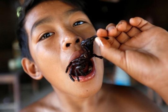 Trong khu rừng nhiệt đới của tỉnh Kampong Thom, phía bắc thủ đô Phnom Penh, Campuchia, những người dân bản địa vẫn hàng ngày đi săn bắt nhện. Ảnh: Internet.