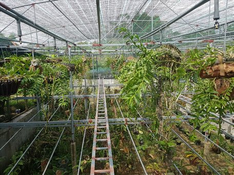 Vườn lan rộng 500m2 được đầu tư khá bài bản với hệ thống nhà giàn, màng lưới bao phủ
