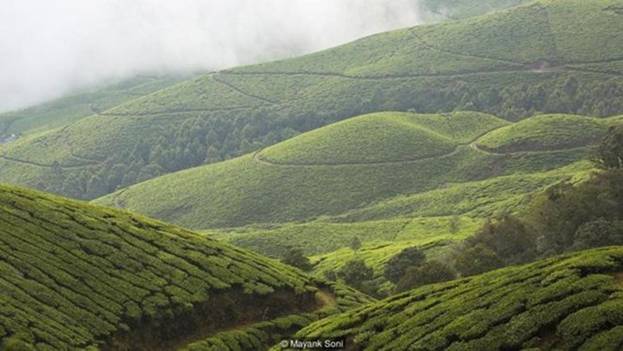  Bang Kerala là nơi nổi tiếng về các loại cây cỏ nhiệt đới, bãi biển yên bình và những dòng sông cùng thị trấn Munnar lặng lẽ nằm trong dãy núi Tây Ghats. Nằm ở độ cao 1.600m so với mực nước biển, Munnar được biết đến với món trà, cà phê và các loại rau thơm, gia vị của riêng mình. Những thứ này, cùng với cảnh đẹp quyến rũ và những rặng núi mù sương khiến thị trấn trở thành một địa điểm du lịch rất được yêu mến.