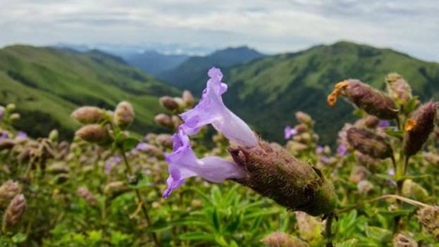  Đây cũng là nơi có một trong những bí mật bậc nhất của đất nước Ấn Độ: Neelakurinji, một trong những loài hoa hiếm nhất thế giới, 12 năm mới nở một lần. Cuối cùng, sau 12 năm chờ đợi, ngọn đồi Munnar (thuộc bang Kerala, Ấn Độ) đã được khoác lên mình tấm 