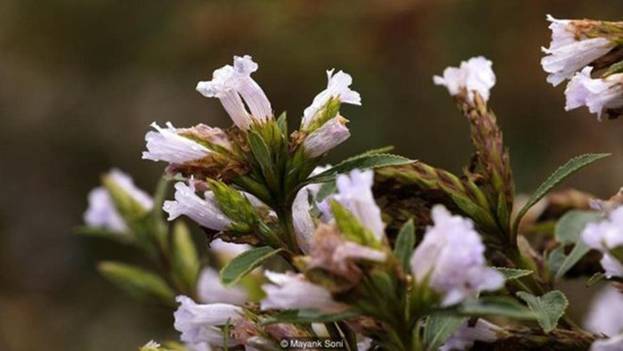  Cây Neelakurinji (thường được gọi tắt là 'Kurinji') thuộc chi Thùy hoa (Strobilanthes), là chi họ cây có chừng 350 giống cây có hoa, trong đó 59 loài có ở khắp bán đảo Ấn Độ. Nhiều loài khác nhau trong họ chi Thùy hoa có những thời điểm nở hoa khác nhau. Một số loài nở sau bốn, tám, 10, 12 hay thậm chí là 16 năm. Nhưng sự phát triển của chúng thì không đồng đều và nhìn chung là khó nhận biết.