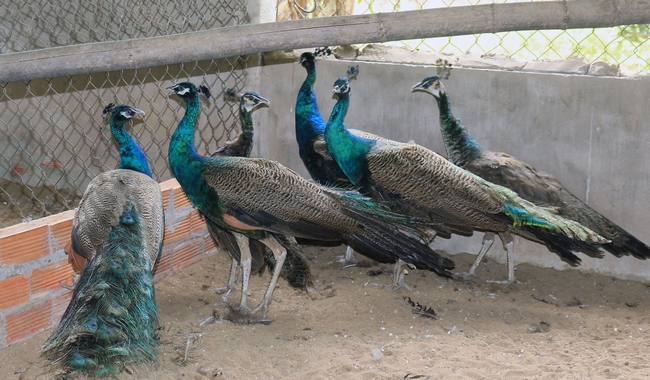 Cơ sở  của anh Toàn có hơn 40 con chim công lai tạo quý hiếm.