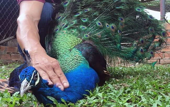 Anh Toản cho biết, chim công Thái Lan được anh lai tạo có bộ lông sậm và óng ánh đẹp hơn các giống công khác trong chuồng.