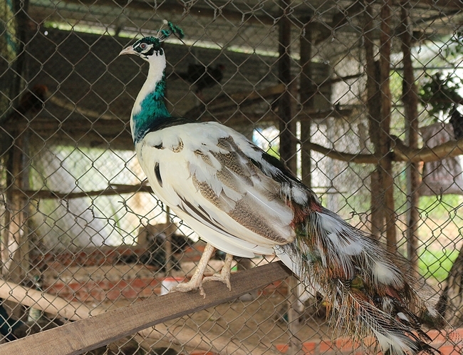 Đây là giống chim công sivil của Thái Lan nhờ có bộ lông sặc sỡ nên có giá trị lên đến 30 triệu đồng/con.
