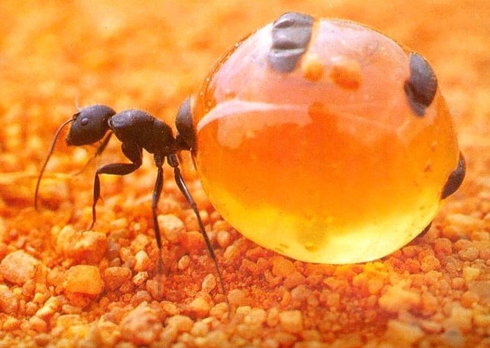 Loài kiến có bụng mật