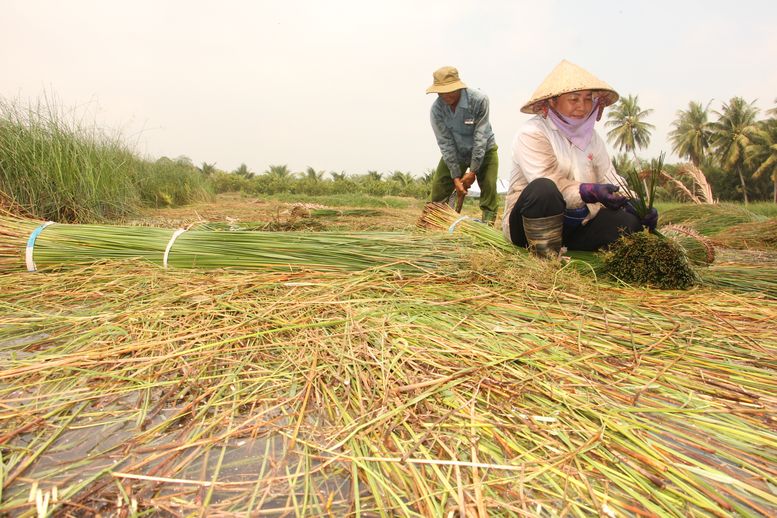 Có ở nhiều xã, nhưng Trung Thành Đông là xã có diện tích trồng cây lác nhiều nhất ở huyện Vũng Liêm. Mùa thu hoạch là tháng 10- 11 âl, rồi xoay vòng tới mùa chính là vụ Đông Xuân vào tháng 2- 3 âl.