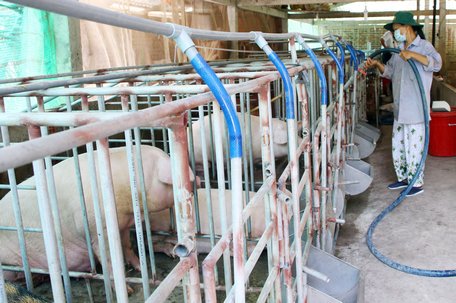 Cơ cấu lại ngành chăn nuôi heo theo hướng bền vững để giải bài toán “giải cứu thịt heo”.