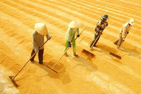 Xuất khẩu gạo Việt Nam dự kiến cán mốc 6,15 triệu tấn năm 2018. Ảnh: PV