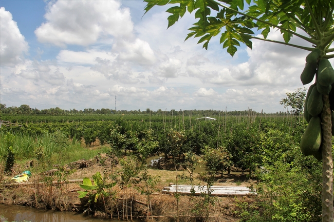 Những cánh đồng cam bát ngát ở Trà Ôn, Tam Bình, từ năm 2015-2016, diện tích trồng cam ở Vĩnh Long tăng mạnh đồng thời năng suất, sản lượng cũng rất lớn