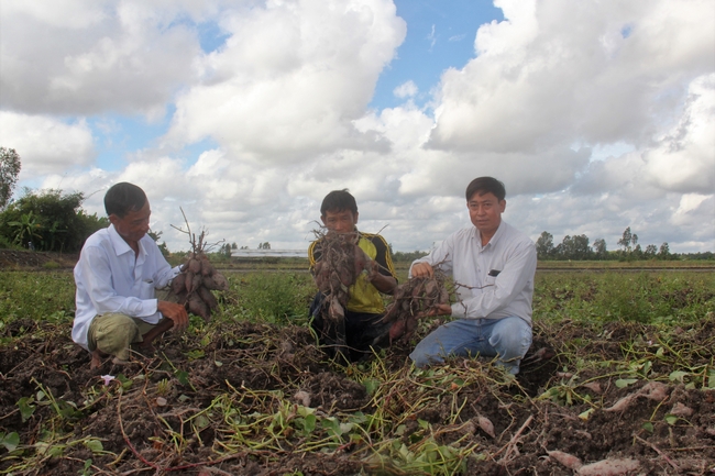 Trong khi đó, trên cánh đồng khoai lang Bình Tân, nông dân cũng đứng ngồi không yên vì giá khoai xuống thấp, khó bán.  