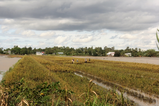 Còn đây là cánh đồng lúa chưa kịp thu hoạch cũng bị nước lũ “bao vây tứ phía” và bầu trời trực chờ trút mưa.  