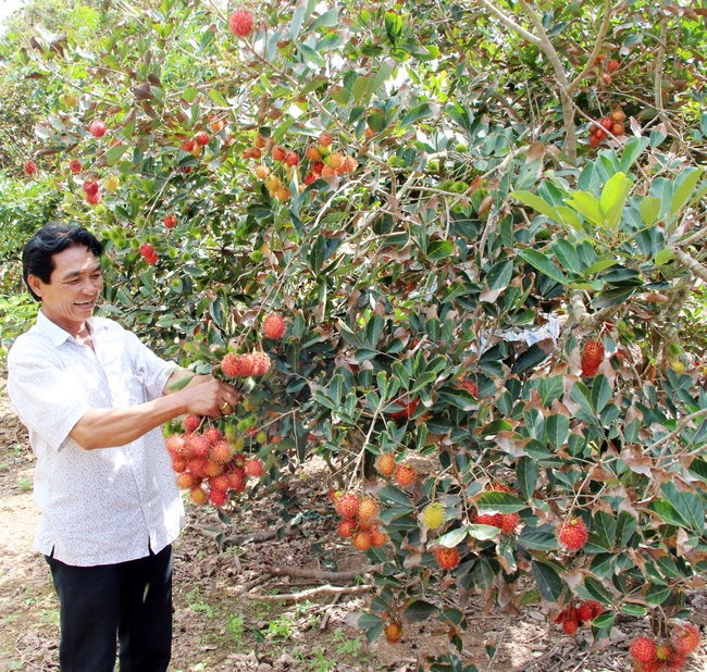 Ông Bảy Tô là chủ vườn chôm chôm ở cù lao An Bình (Long Hồ) kết hợp cho khách du lịch vào vườn hái trái, thu tiền dịch vụ, bán sản phẩm tại chỗ. Đây cũng là một hướng gợi mở cho kinh tế nông nghiệp.