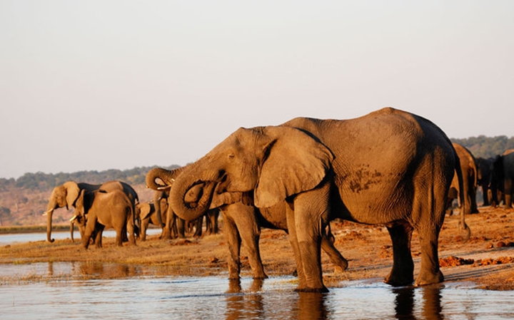 9. Sông Chobe, châu Phi:Sông Chobe chảy qua nhiều nước, mỗi nơig mang tên khác nhau như Kwando (ở Angola), Linyanti (ở Botswana). Đây là một trong những con sông hoang dã và kỳ lạ nhất thế giới, với một hệ động thực vật hết sức đa dạng của châu Phi. Sông Chobe như một bức tranh với các hồ nước, hải đảo, kênh và vùng ngập lũ. Công viên quốc gia Chobe bao quanh cũng rất nổi tiếng với những đàn voi, trâu rừng khổng lồ. Ảnh: Theo Telegraph.
