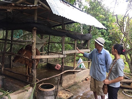 Không chỉ được hỗ trợ bò giống, ông Lâm Văn Út (xã Tân Phú- Tam Bình) và các hộ khác còn được tập huấn kỹ thuật chăn nuôi bò sinh sản.