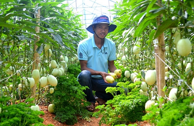 Theo các đầu mối chuyên bán rau quả ở Lâm Đồng cho biết, dưa pepino trồng ở Lâm Đồng có hình thuôn dài (hơi giống hình bầu dục), nặng từ 2-3 lạng/quả, to hơn nhiều quả của Trung Quốc. (Ảnh: Zing)