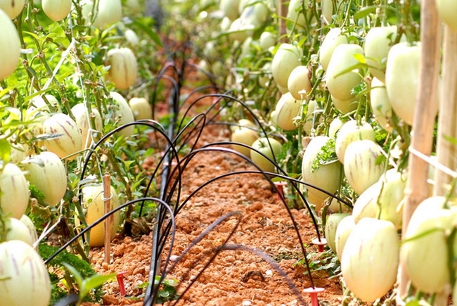 Loại dưa pepino được trồng ở Đà Lạt vài năm gần đây nhưng số lượng chưa nhiều, Giá dưa pepino bán lẻ thường ở mức 80.000-100.000 đồng/kg tùy thời điểm. (Ảnh: Zing)./.